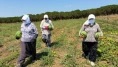 Tarımsal Üretim ve Araştırma Merkezi’nde Karpuz Hasadı Gerçekleştirildi