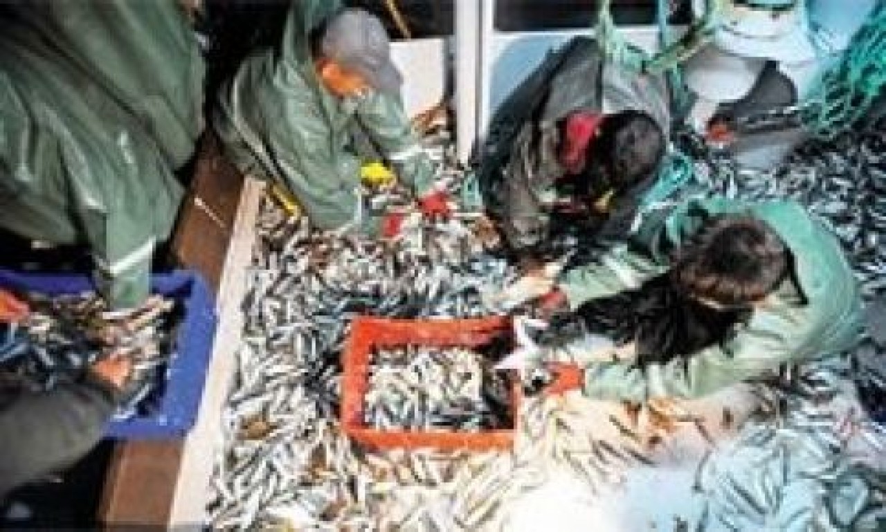 Ağlar dolsun ‘çinakop’suz olsun