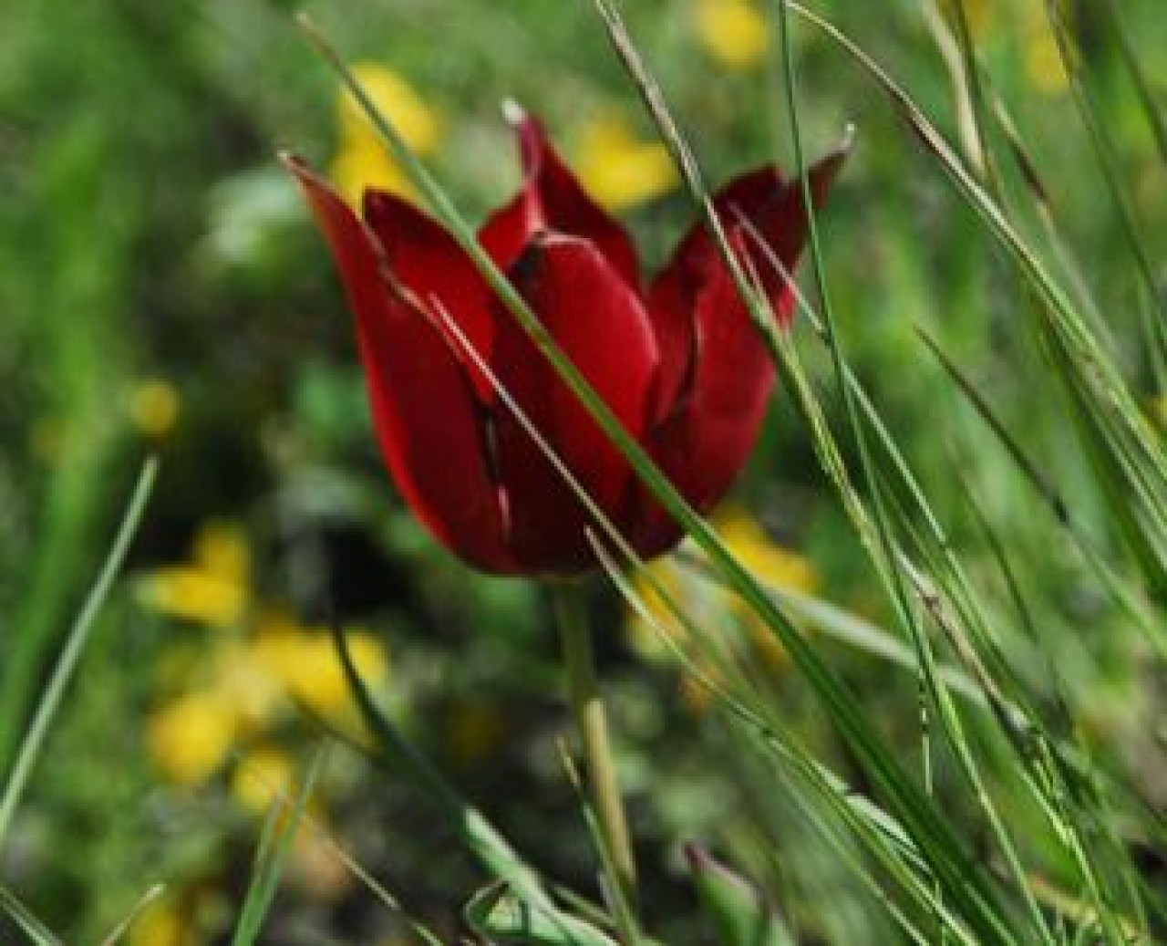 Kayıp lale aranıyor