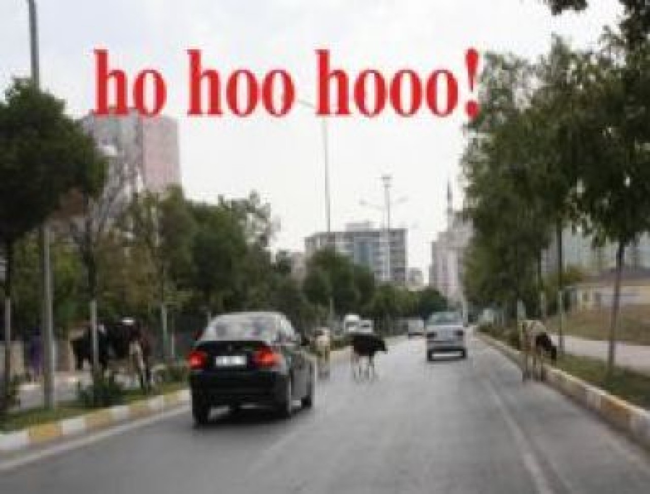 İnekler Beylikdüzü'nde...