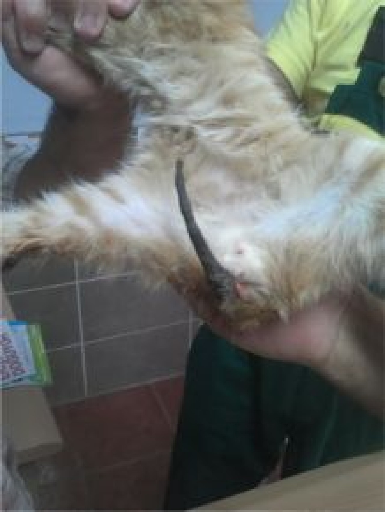 Yavru kedinin kuyruğunu yaktılar…