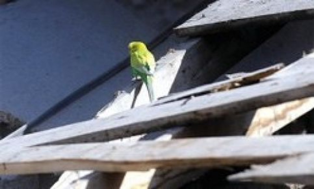 Nazanların kuşu bu