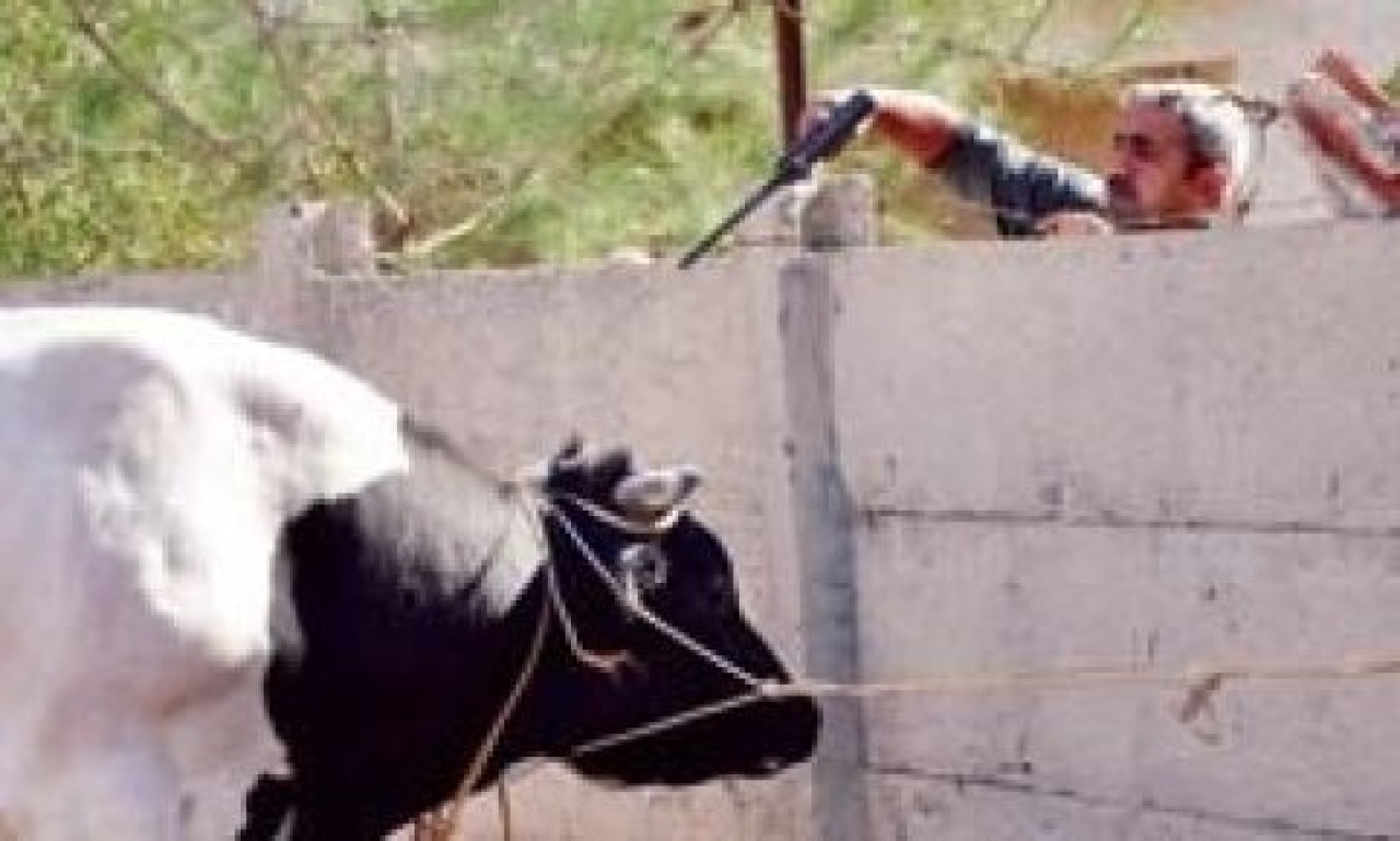 İğneli, kabzalı pusu