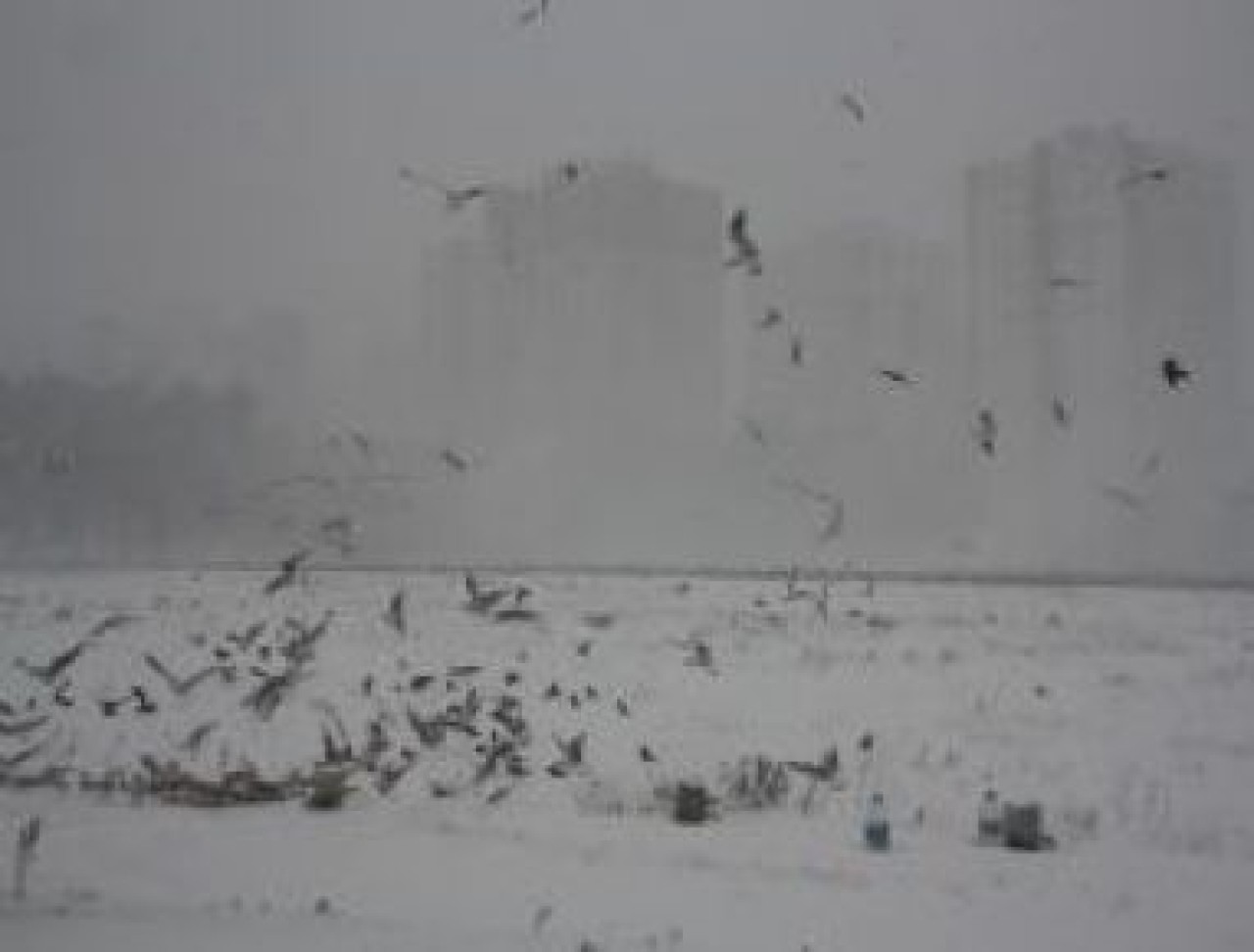 Kış ortasında yaşam savaşı veriyorlar!