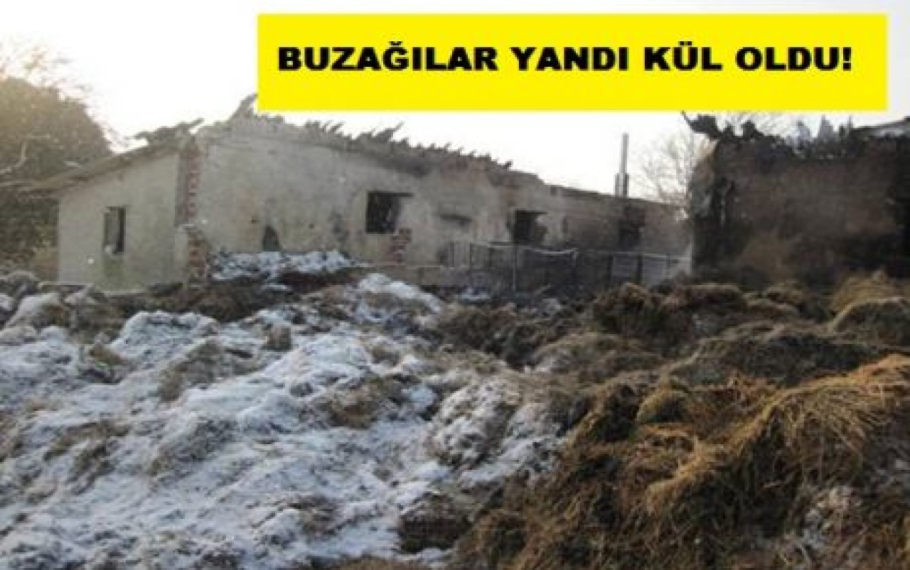 Çiftlik Yangınında 3 Buzağı telef oldu