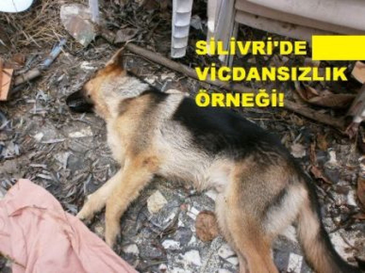 KİM BU VİCDANSIZLAR?