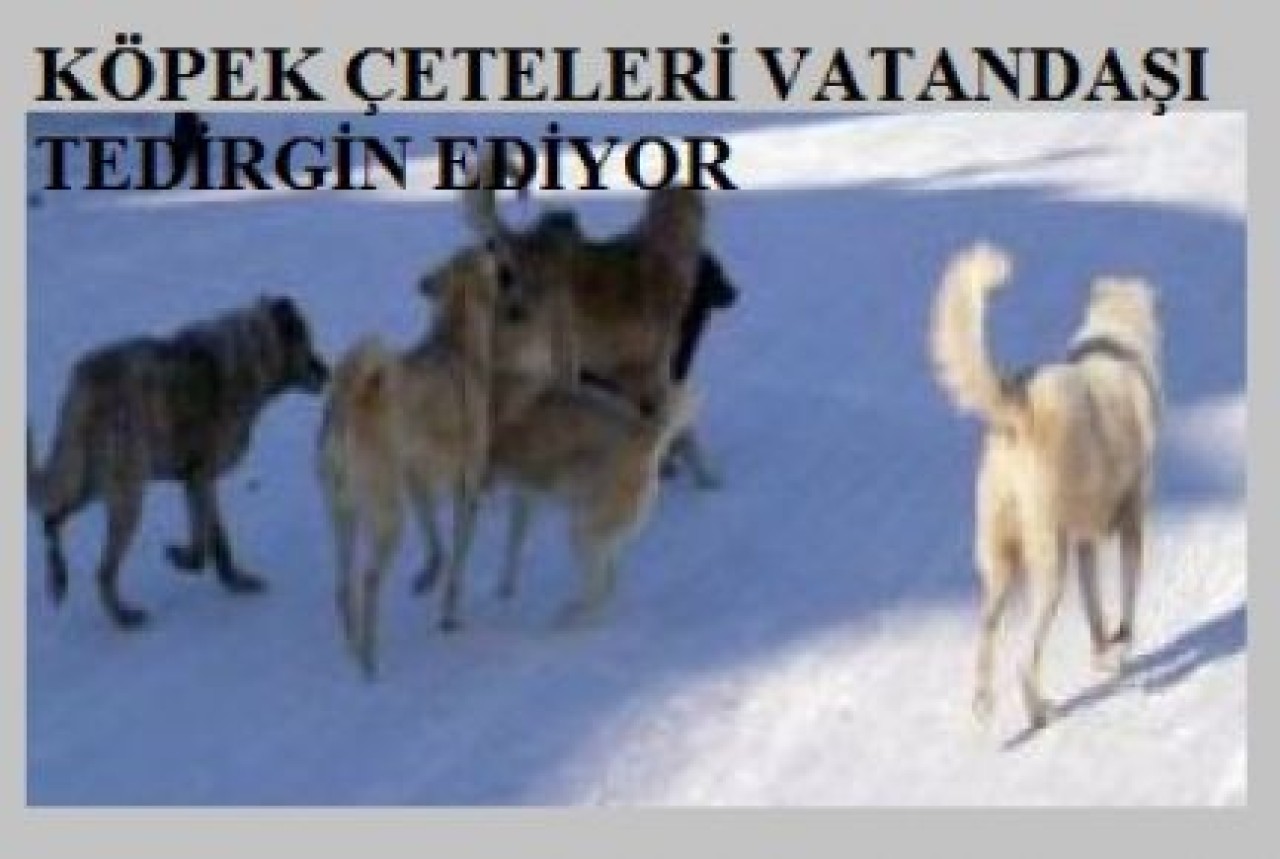 SAHİPSİZ KÖPEKLER VATANDAŞLARI TEDİRGİN ETMEKTE