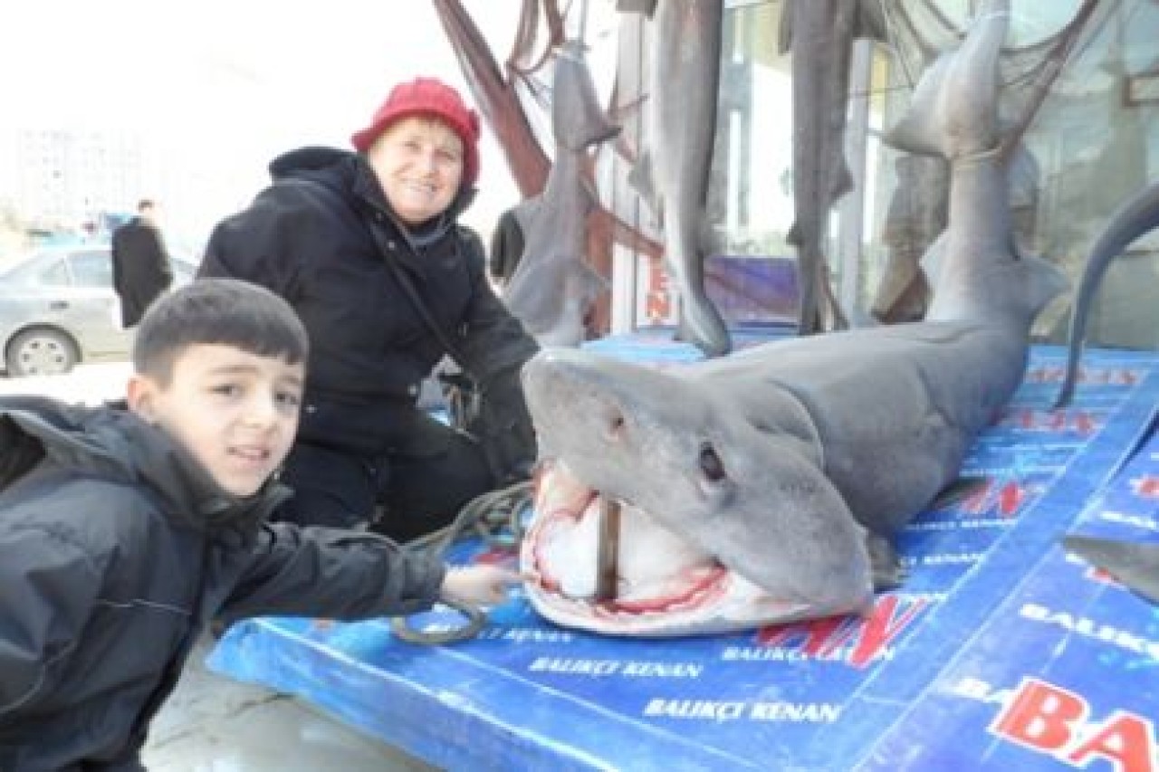 HAMSİ, KÖPEKBALIĞI GETİRDİ!