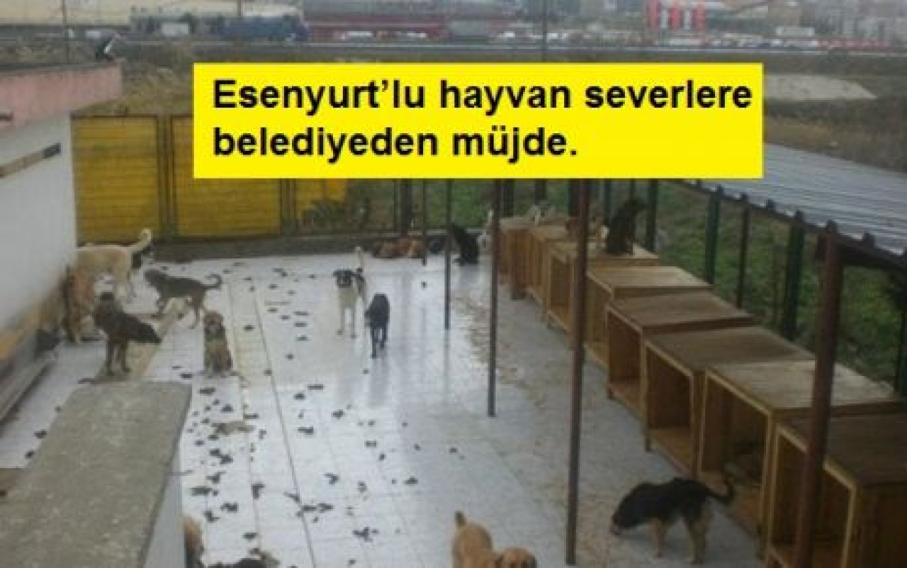 Hayvan barınağının kapasitesi artacak