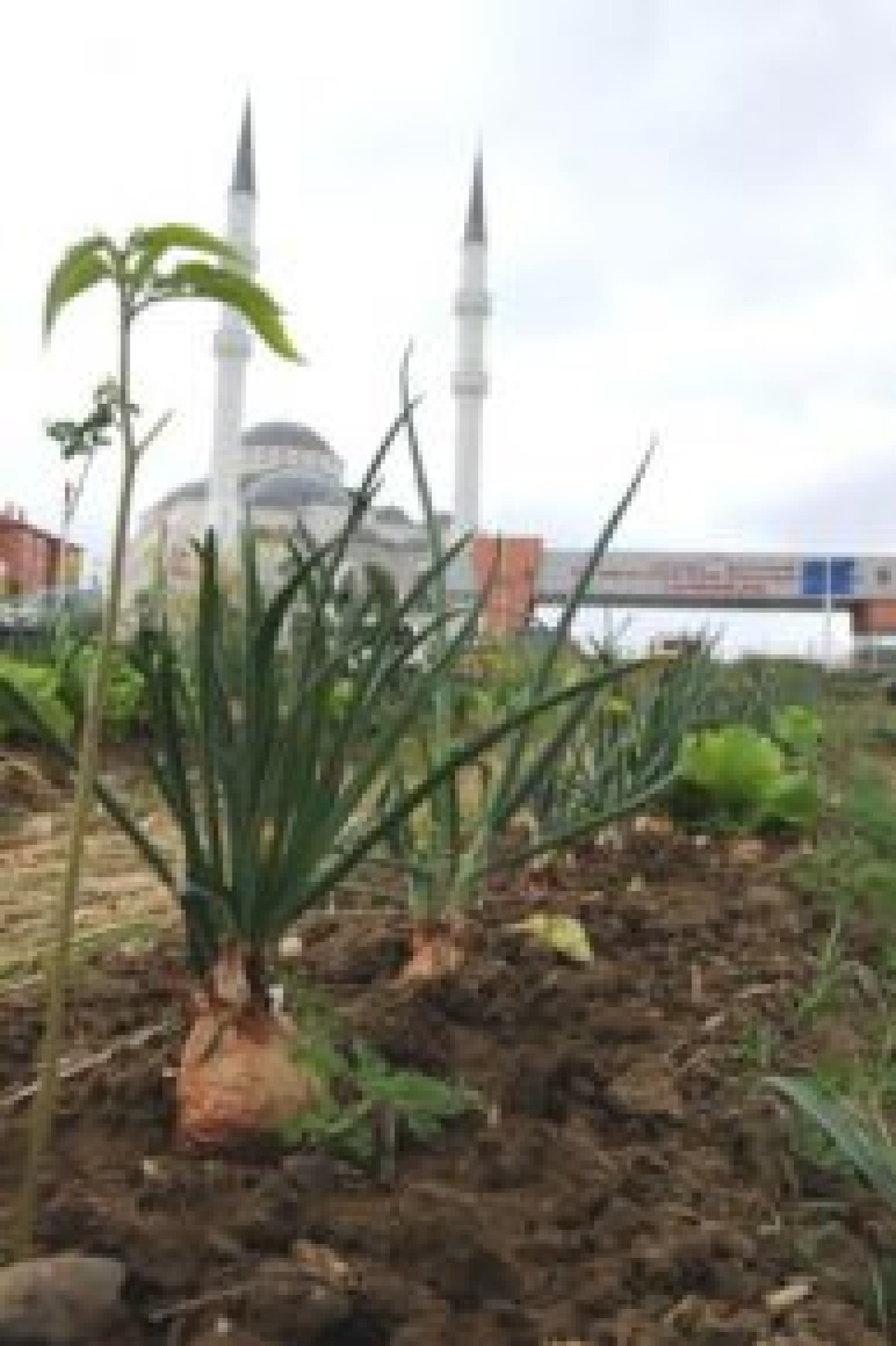 Cezaevi Önünü Sebze Bahçesine Çevirdiler