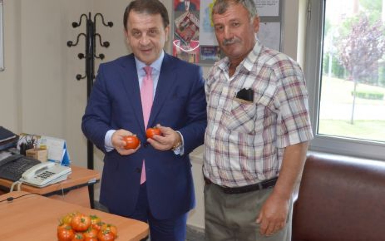 SEZONUN İLK DOMATESİ ÜRETİLDİ