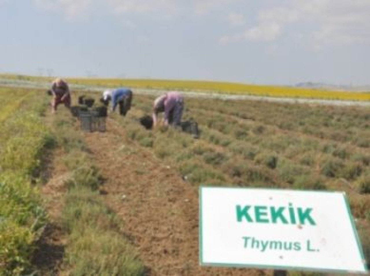 KEKİK VE FESLEĞEN HASATI GERÇEKLEŞTİ
