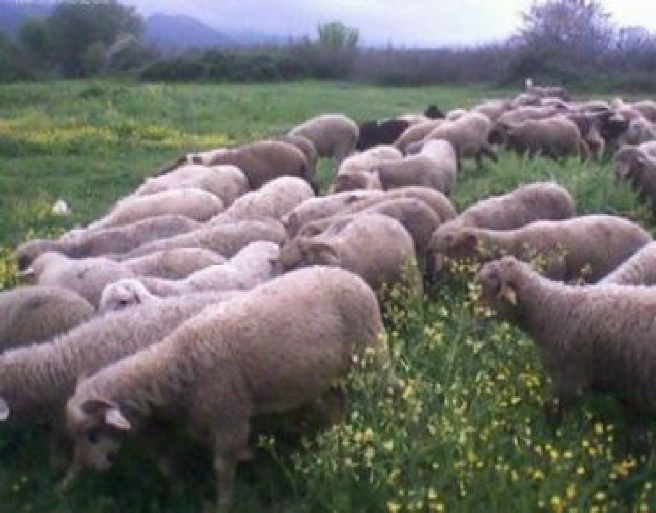 Kurban için  hazırlanırken yakalandılar