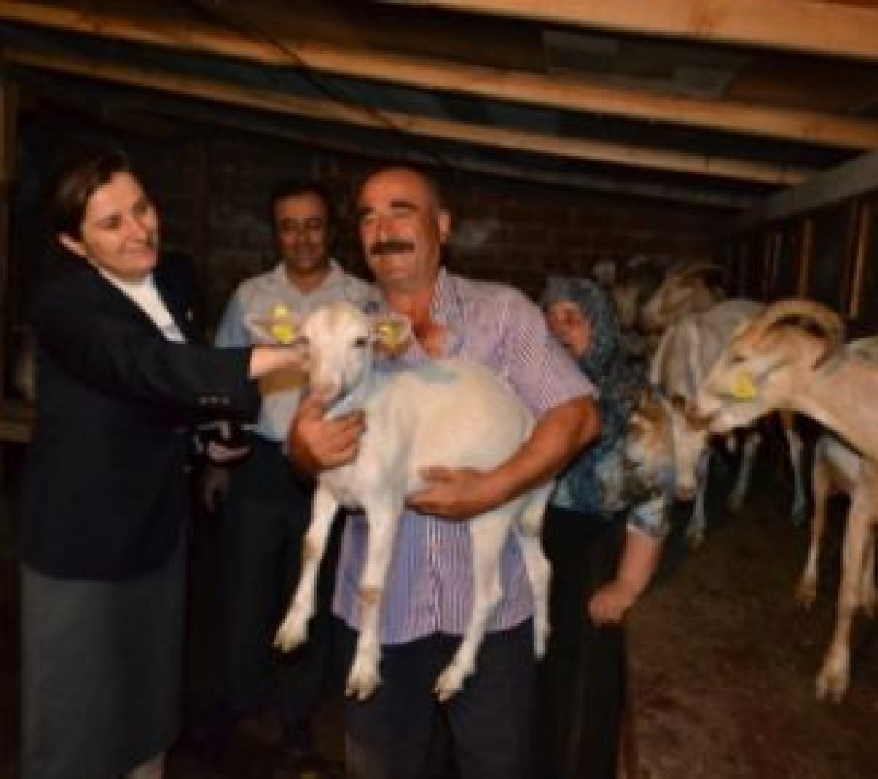 Çatalca köylüsüne Saanen Keçisi desteği  hızla sürüyor