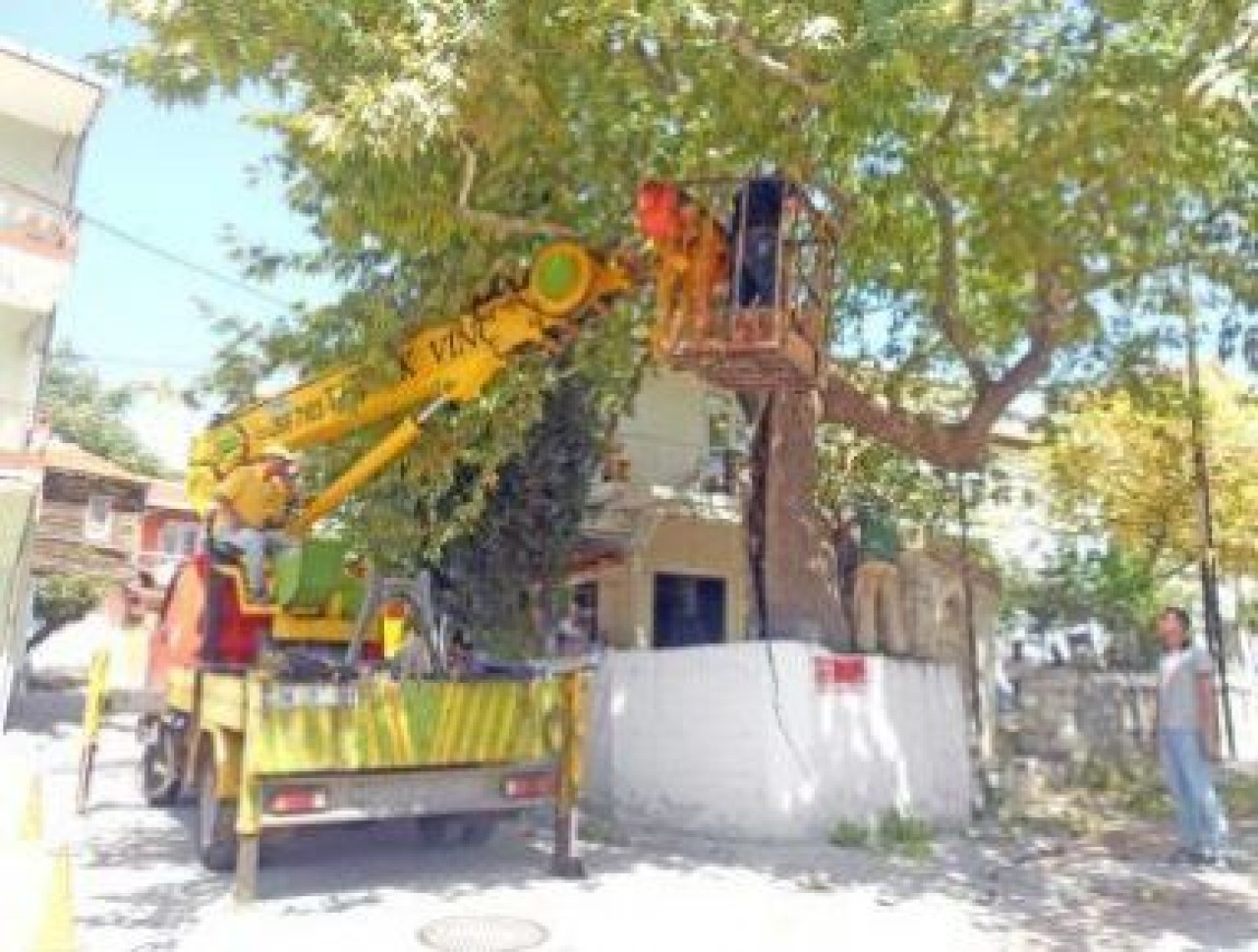 Asırlık çınar ağacı bakımdan geçirildi