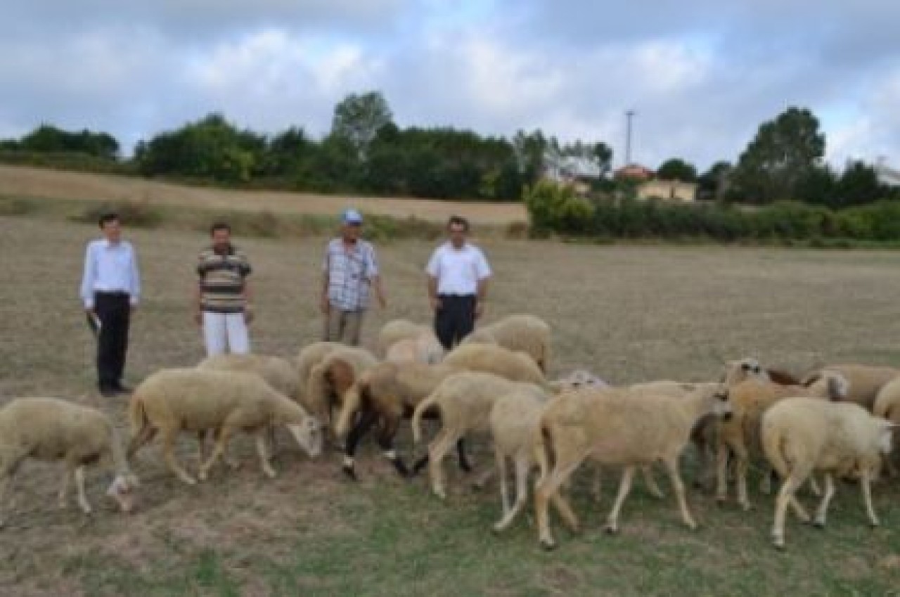 Çatalca'da kıvırcık koyun projesi