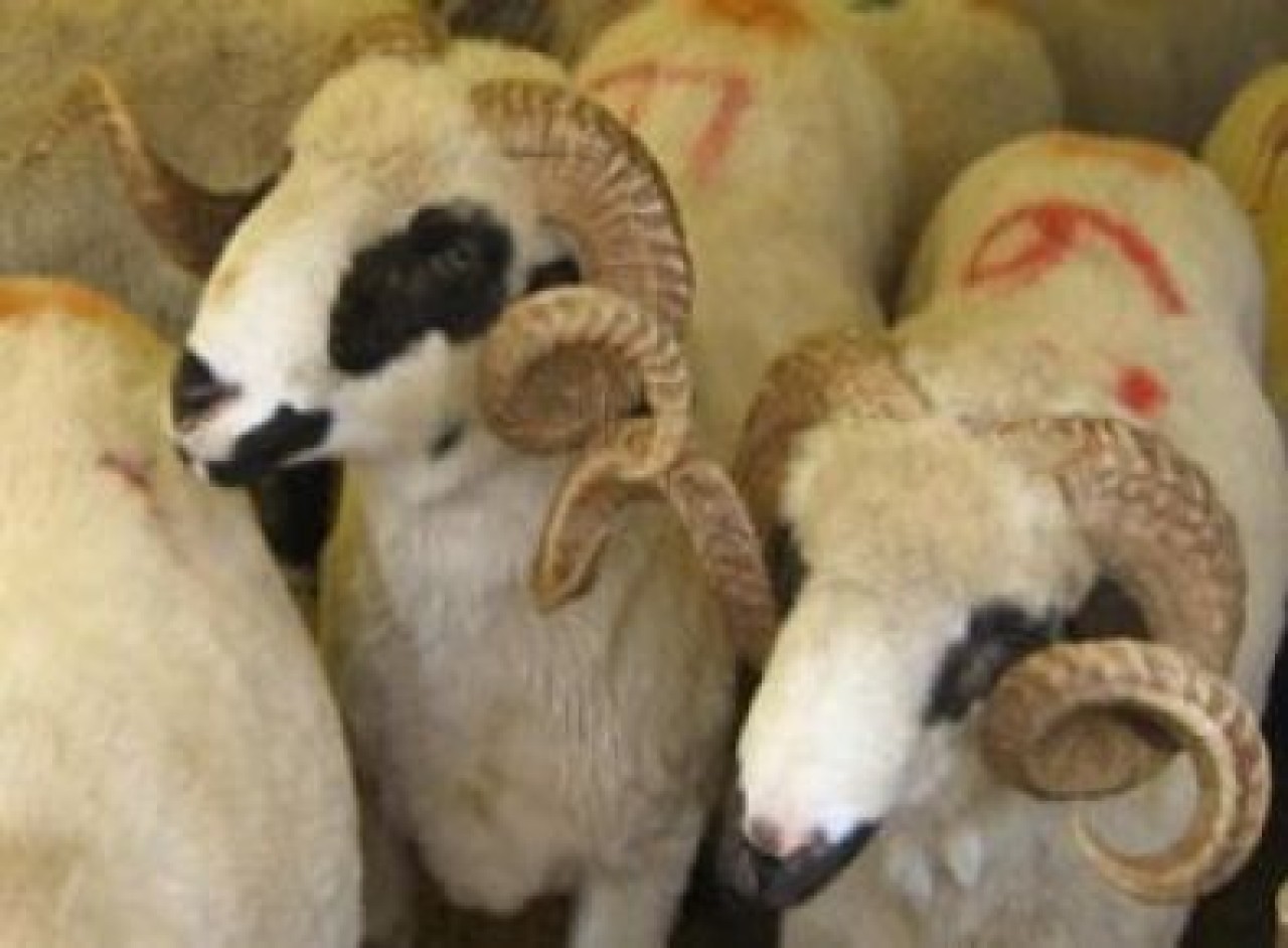 Kurbanlık fiyatlarında sürpriz gelişme