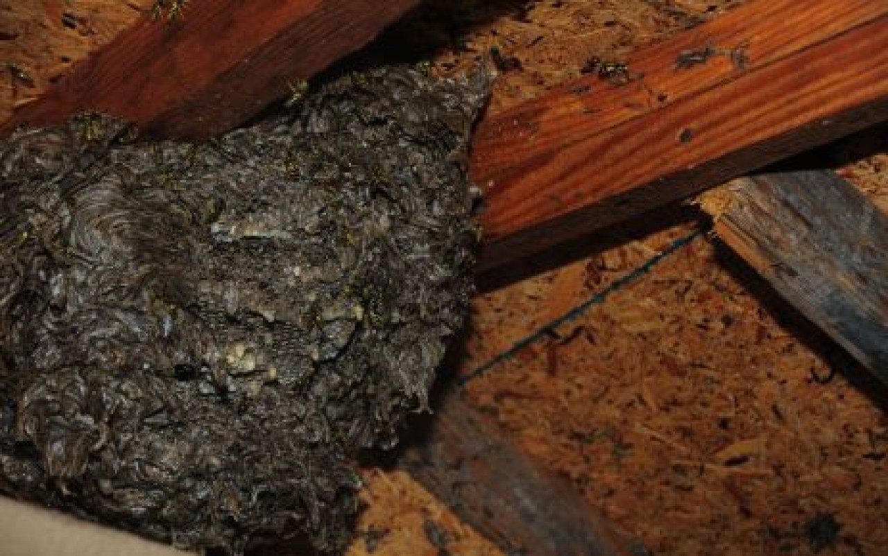 Yaban arıları tehlike saçıyor