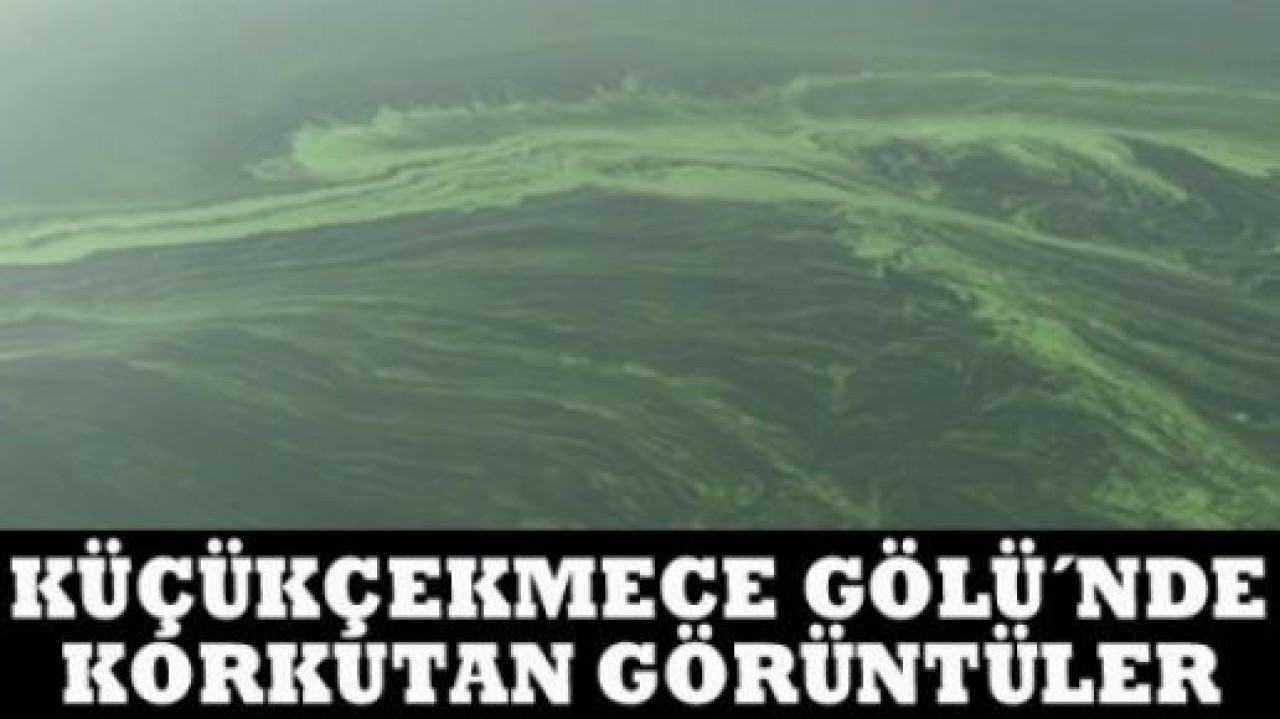 YEŞİL ÖRTÜNÜN SIRRI ORTAYA ÇIKTI