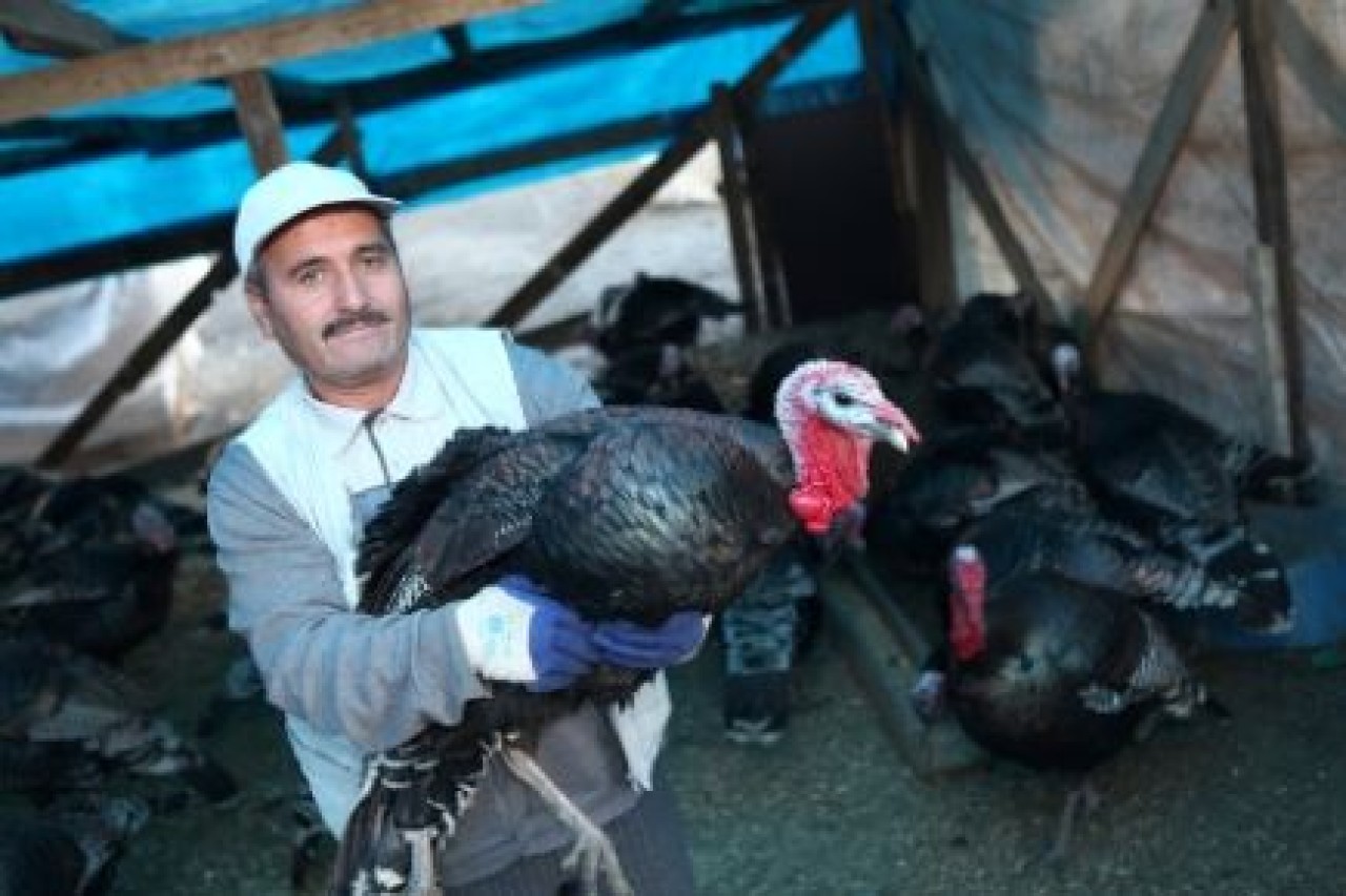 Küçükçekmece’de hindi pazarı kuruldu