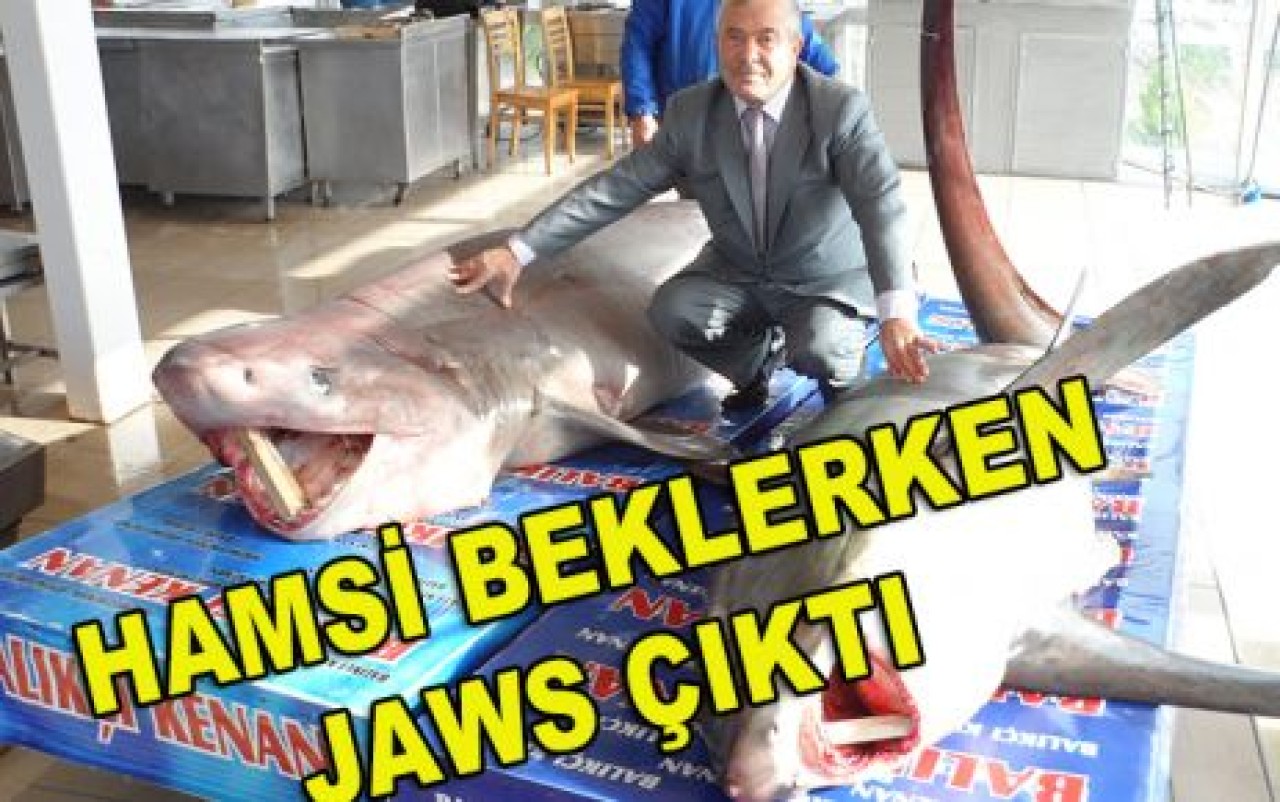 HAMSİ BEKLERKEN JAWS ÇIKTI