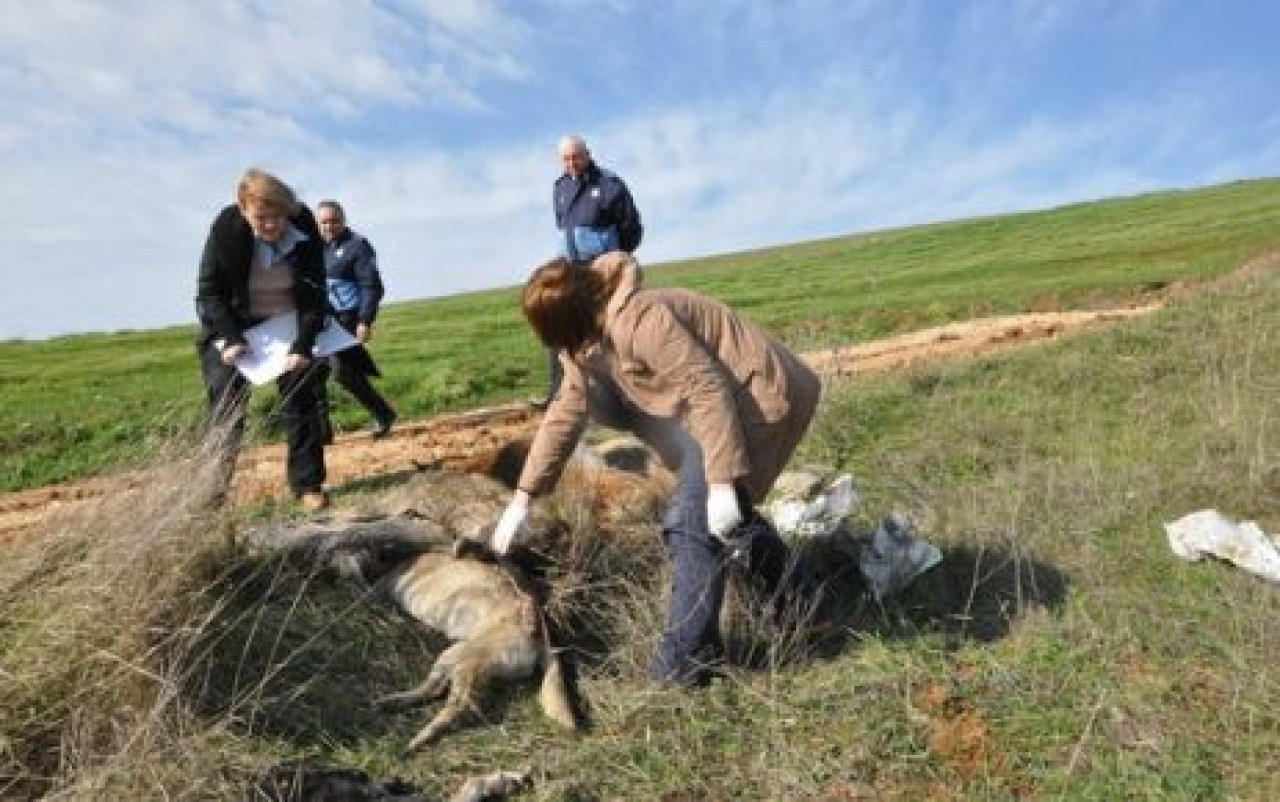 13 Köpeği Zehirlediler…