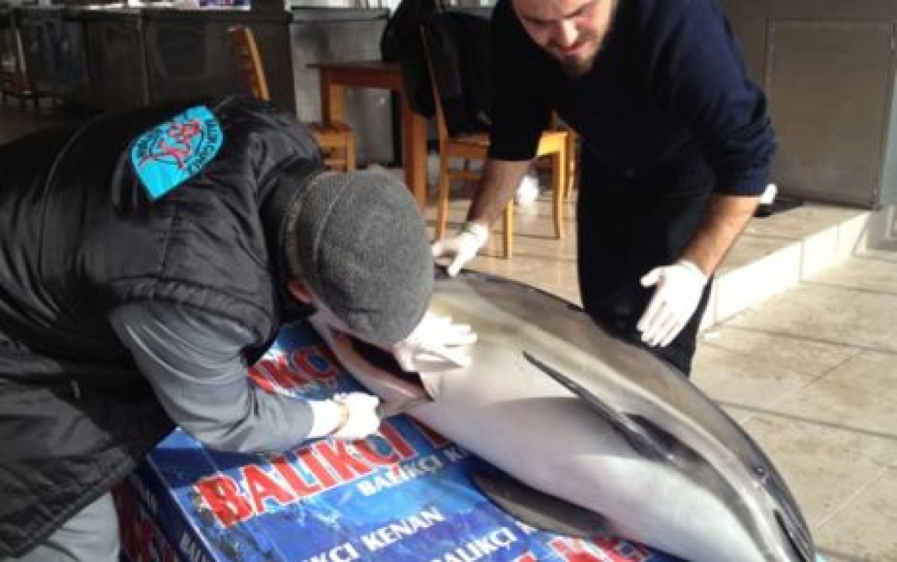 Karaya vuran yunusa otopsi!