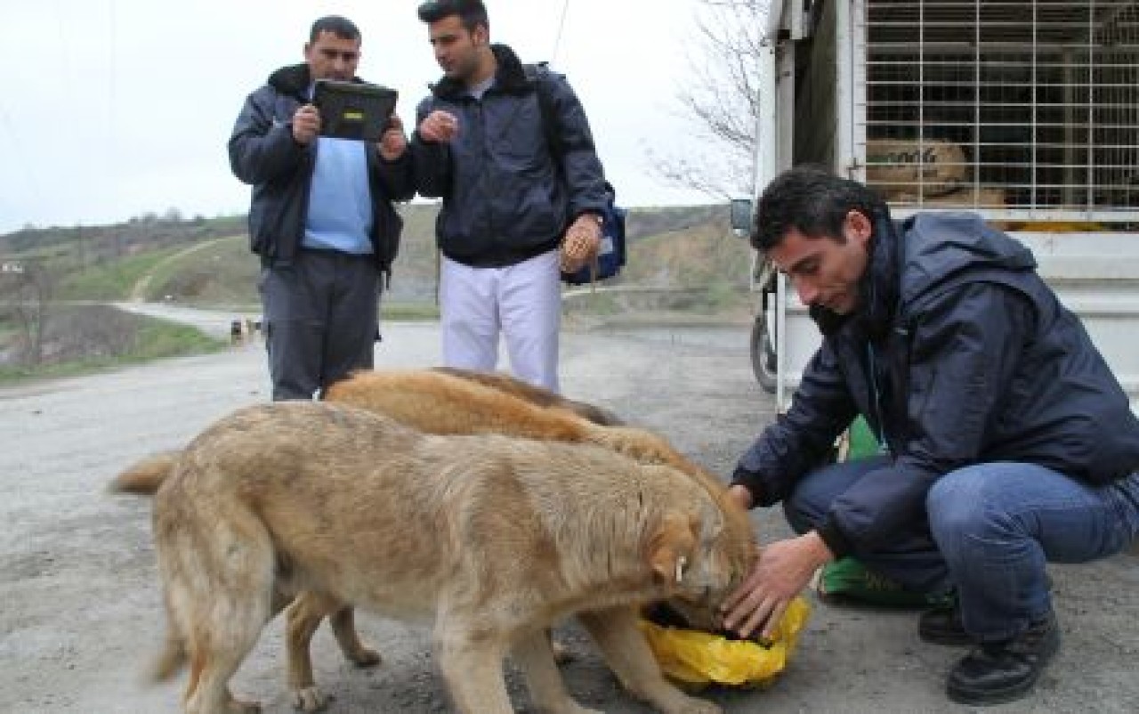 Sokak hayvanları belediye korumasında