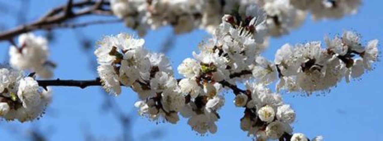 Son cemre yarın düşüyor