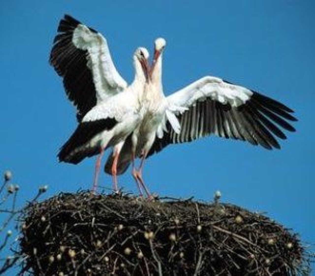 Köylülerden en özel dostlarına yuva