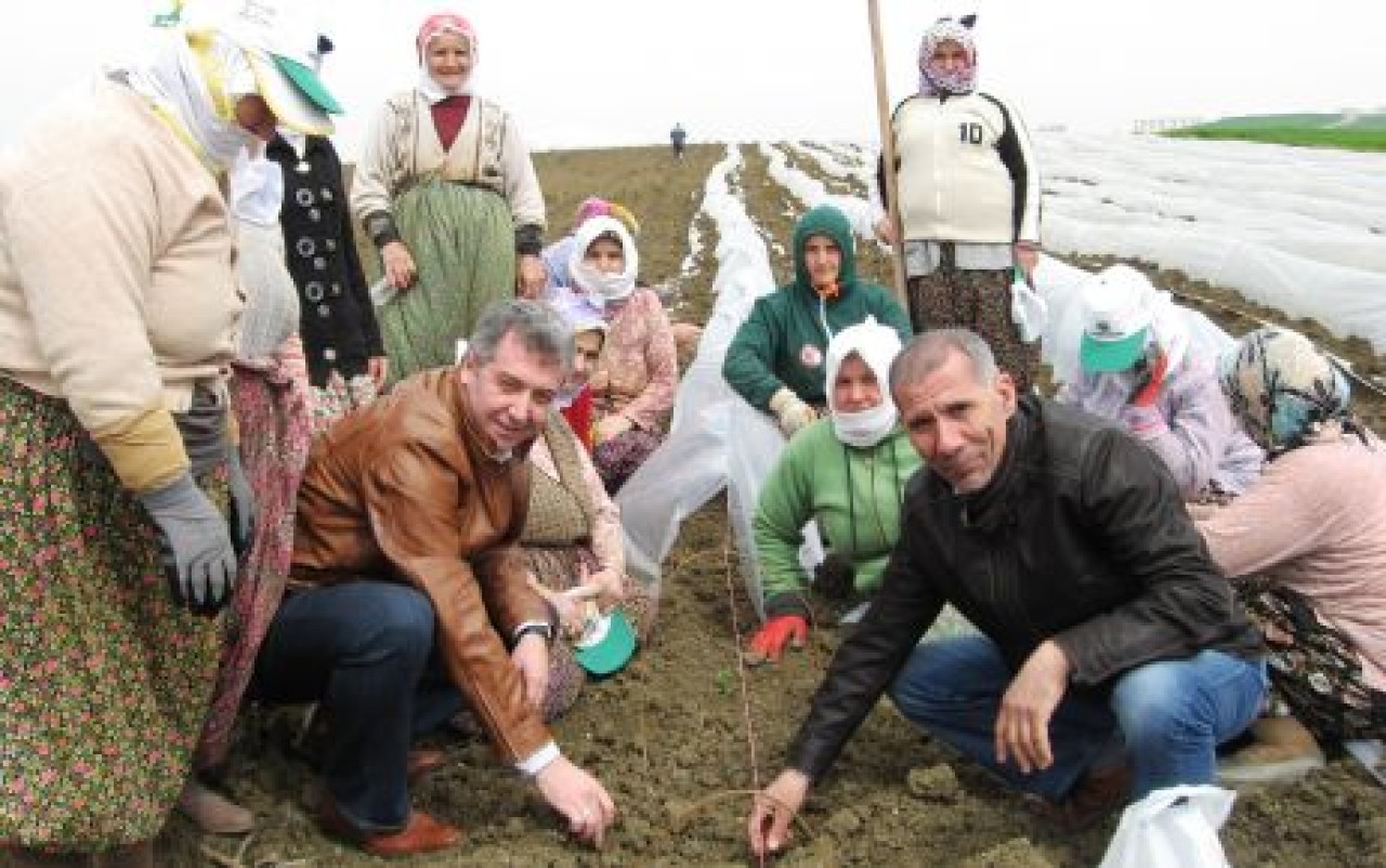 Büyükçekmece'de karpuz ekimi başladı