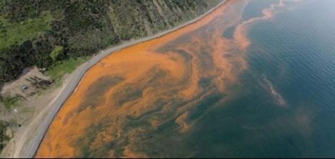 Marmara'da korkutan tablo