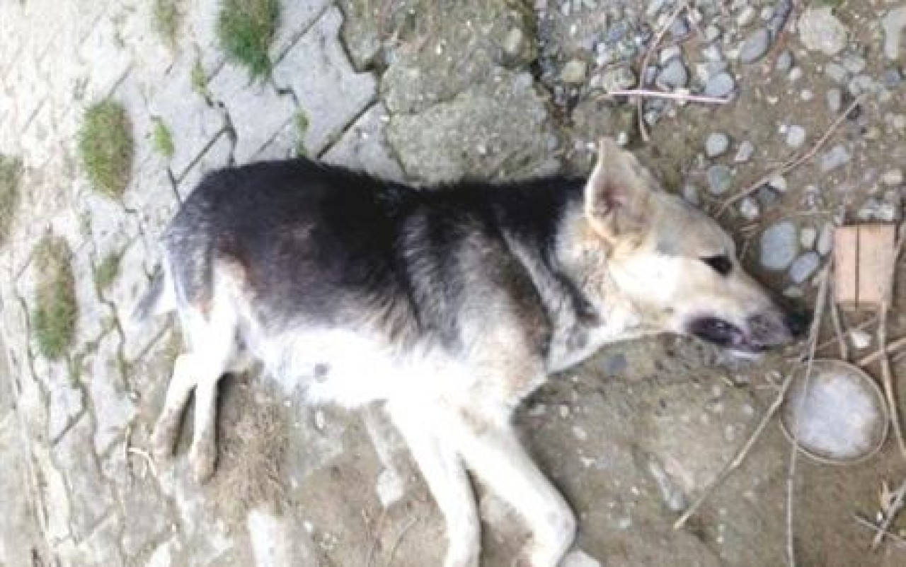 Silivri'de köpek katliamı!