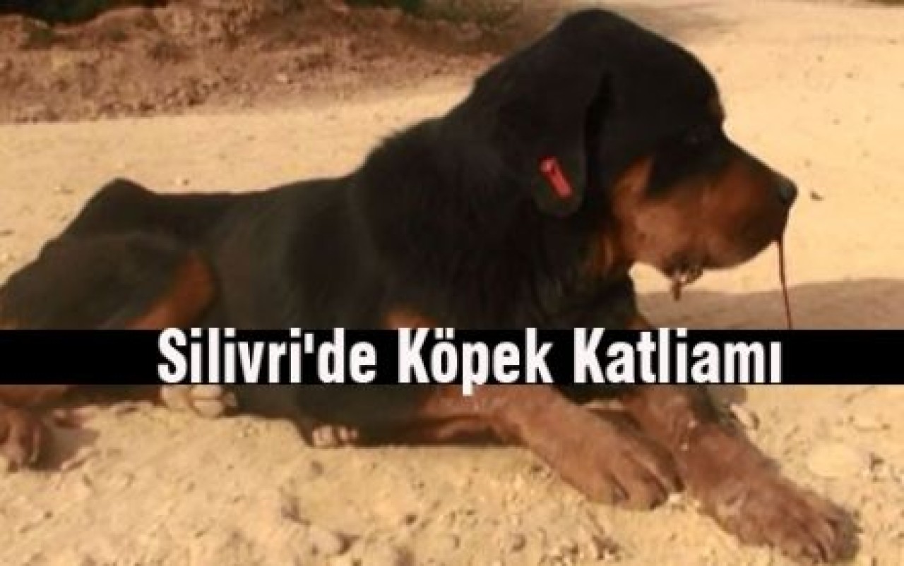 Silivri'de Köpek Katliamı