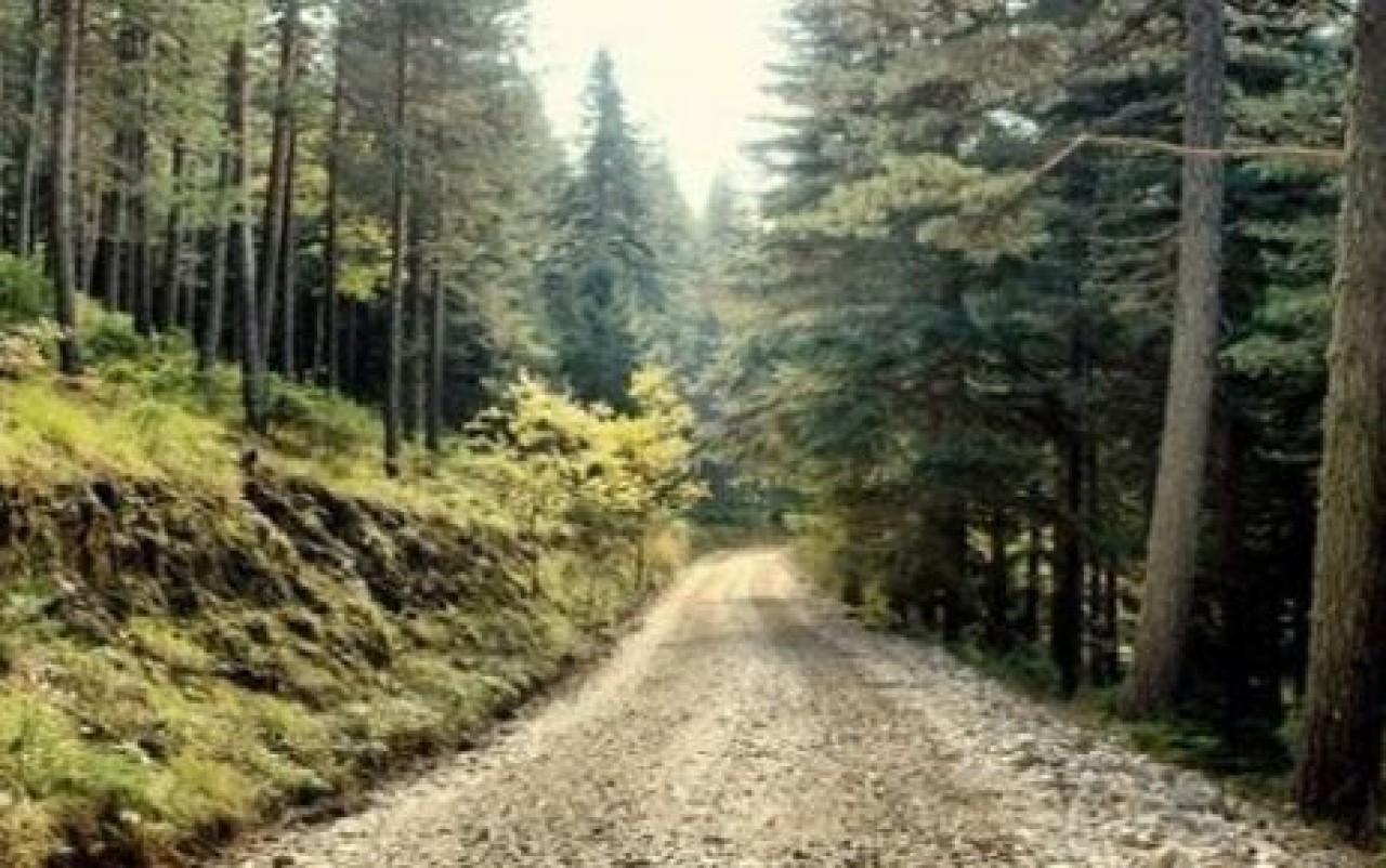 Orman arazileri halka verilecek