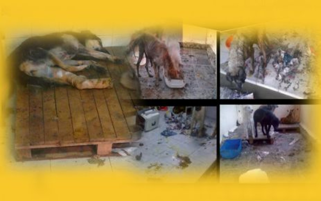 Adı barınak, tadı işkence evi!