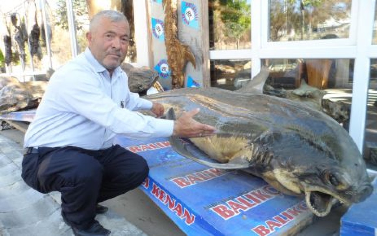 Dev köpekbalığı mumyalandı