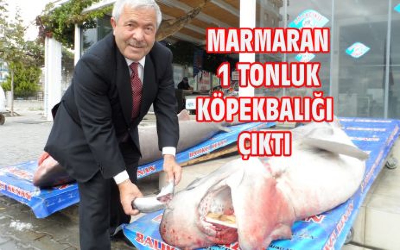 MARMARAN 1 TONLUK KÖPEKBALIĞI ÇIKTI