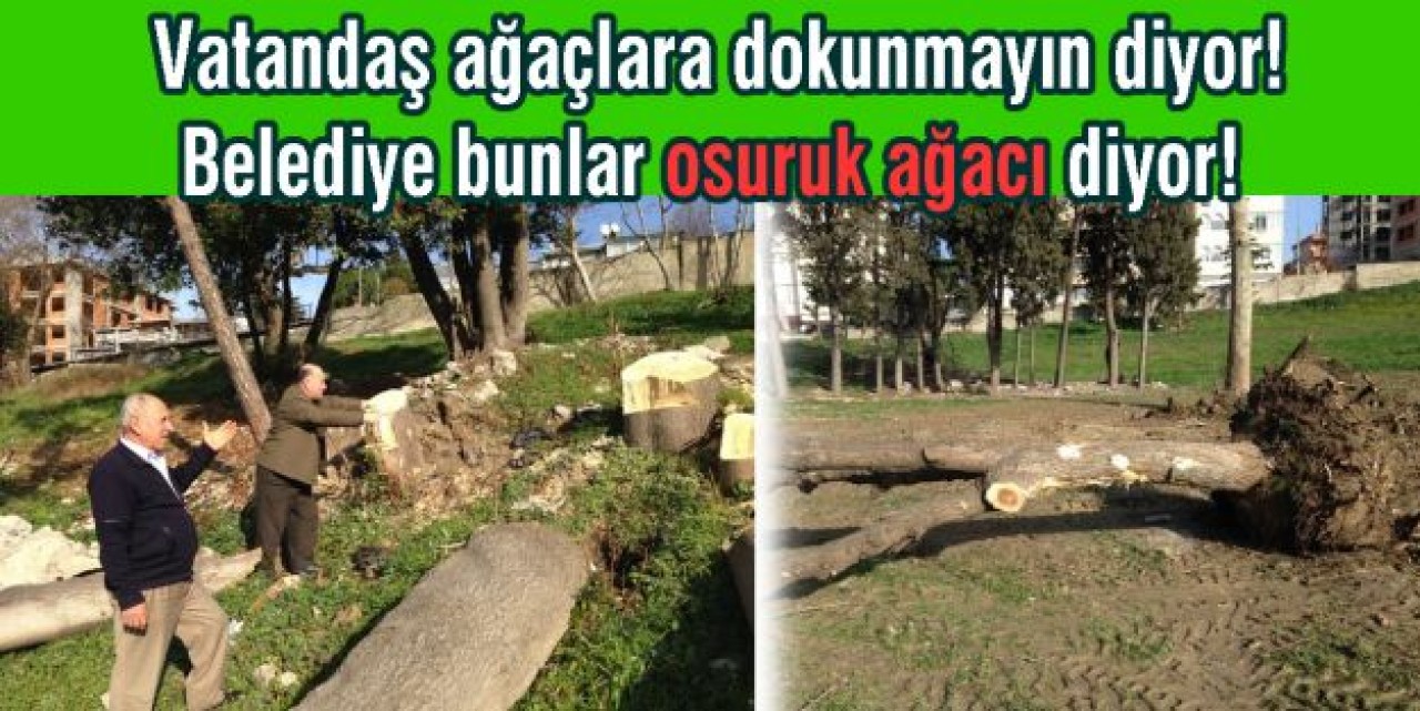 Osuruk ağacı mı yoksa..!