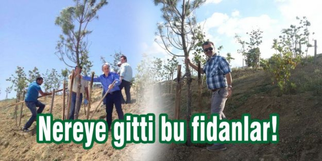 Nereye gitti bu fidanlar!