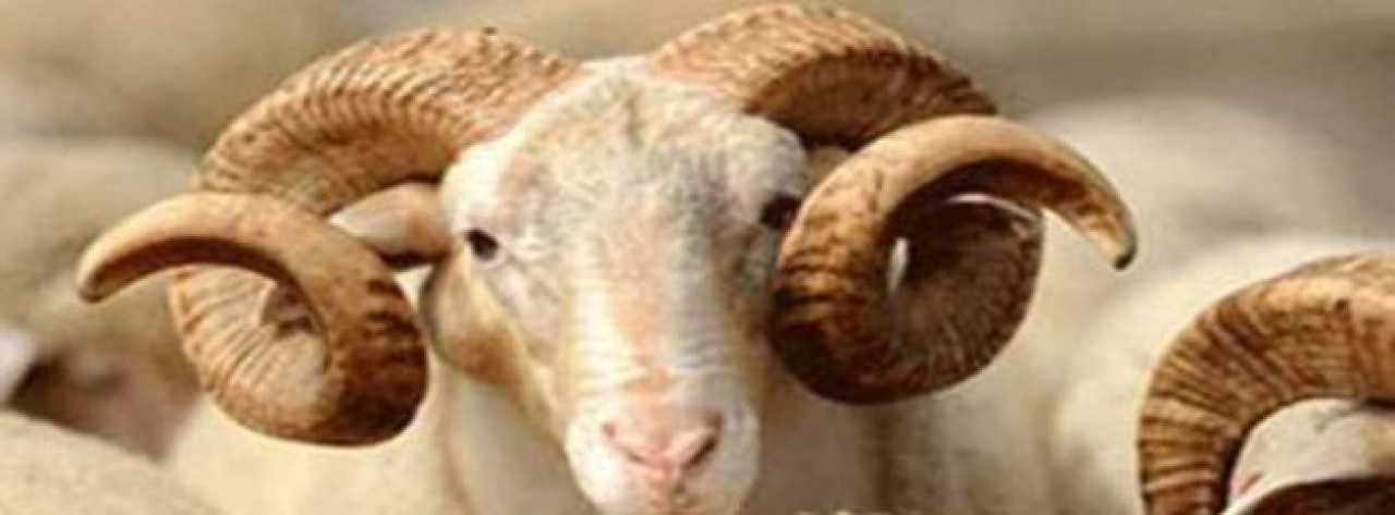 Kurban Bayramı için dünyada 3 ayrı tarih