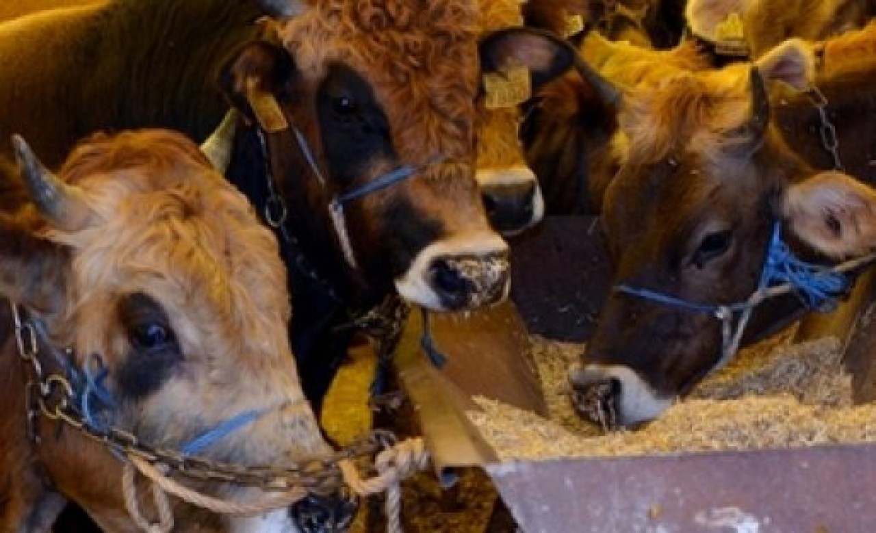 Elde kalan kurbanlıklar için devlet teklifi!