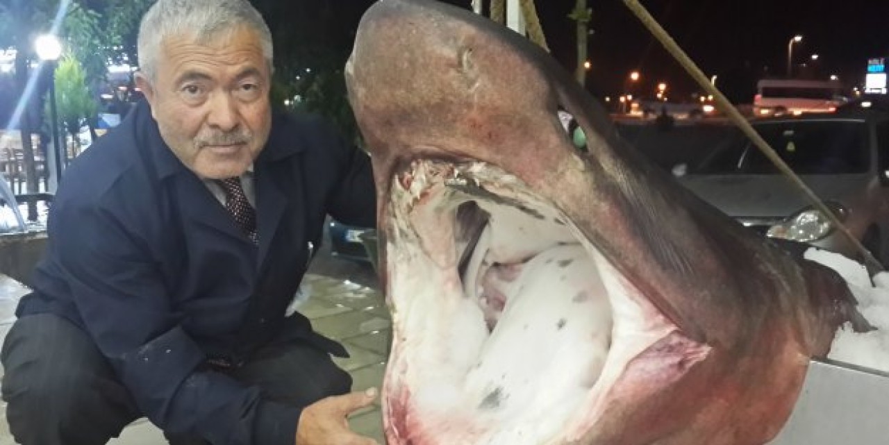 Beylikdüzü açıklarında dev köpek balığı yakalandı