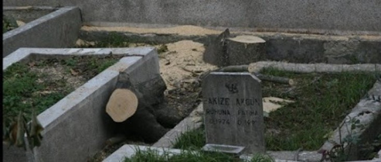 Esenyurt'ta ağaçları katlettiler