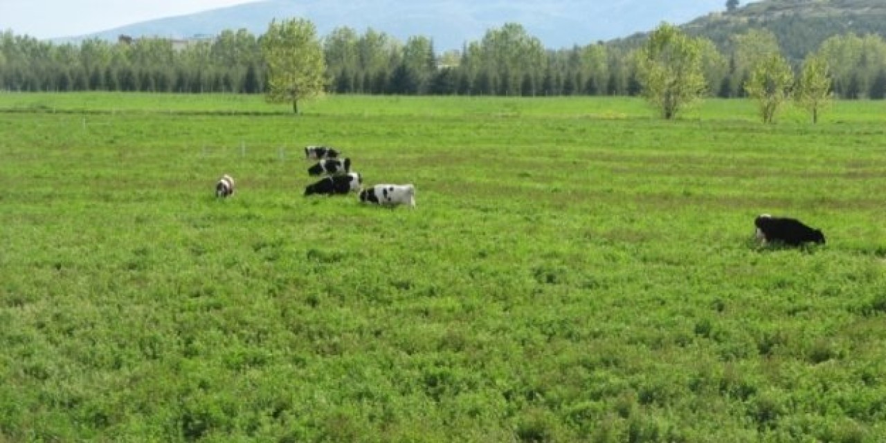 KİRAYA VERİLEN ÇAYIR ARAZİSİNE VALİLİK ENGELİ