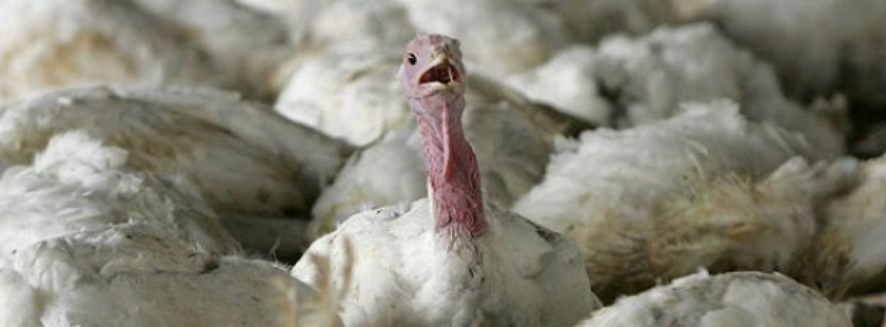 Kuş gribi kabusu yeniden!