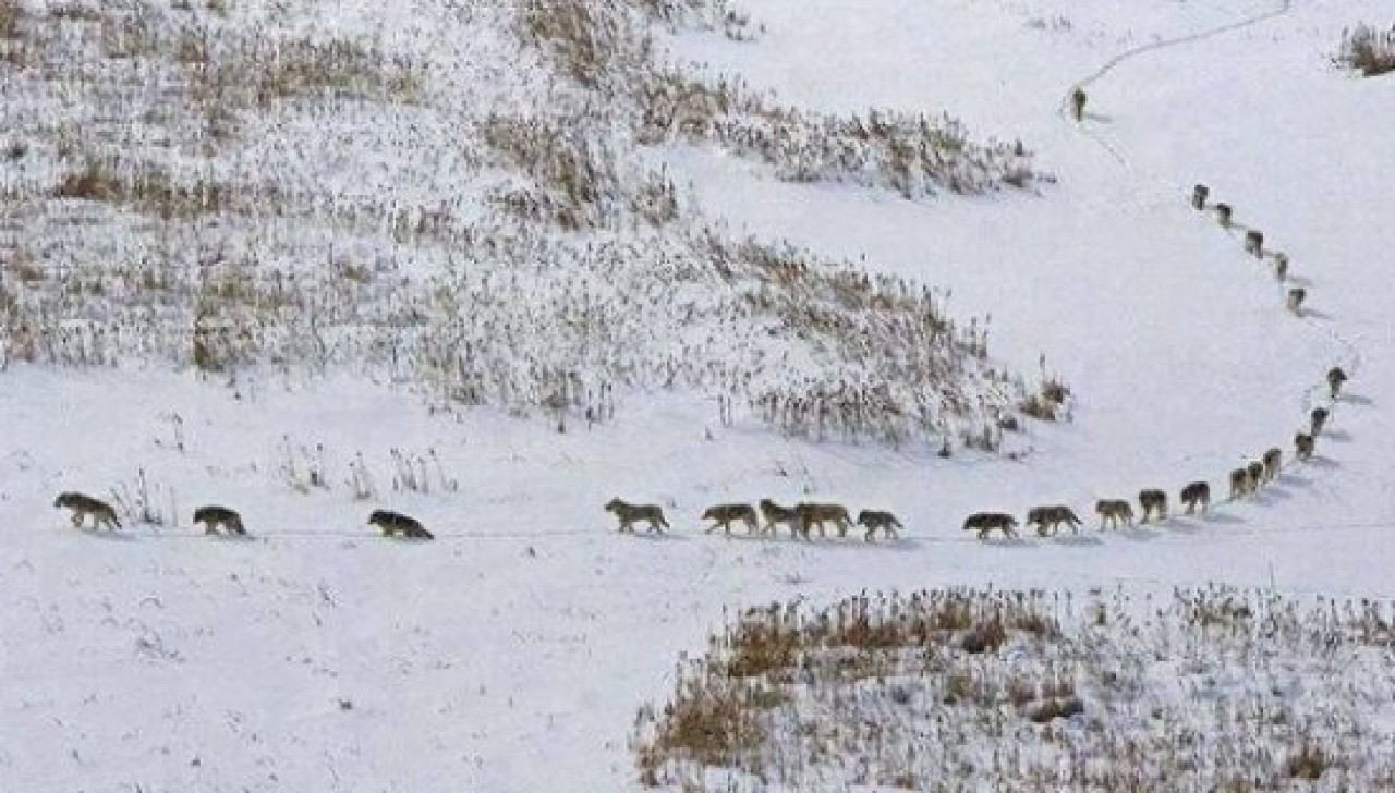 Kurt Sürüsü Vatandaşları Korkuttu