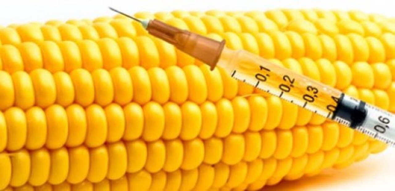 'Zehirli ayakkabı'dan sonra GDO'lu mısır!