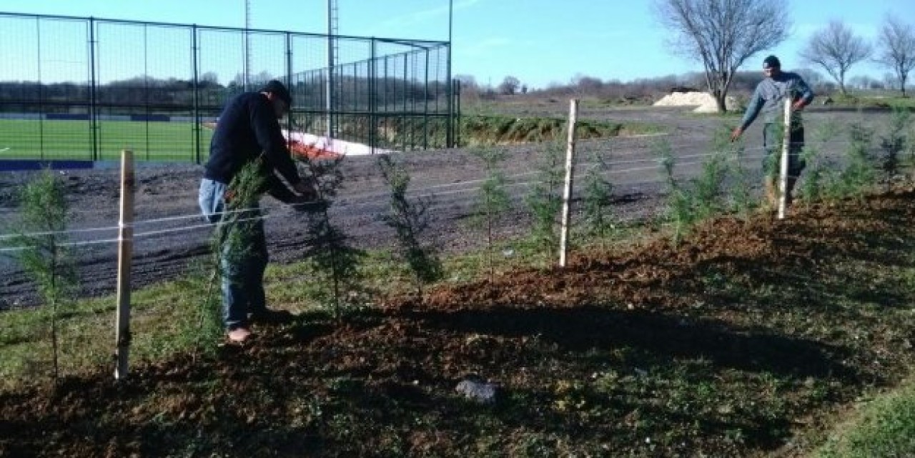 Park ve Bahçeler Müdürlüğü Yeni Ağaçlar Dikiyor
