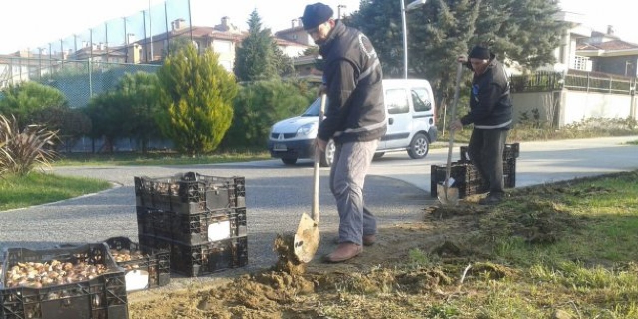 Büyükçekmece'ye 200 bin lale soğanı dikildi